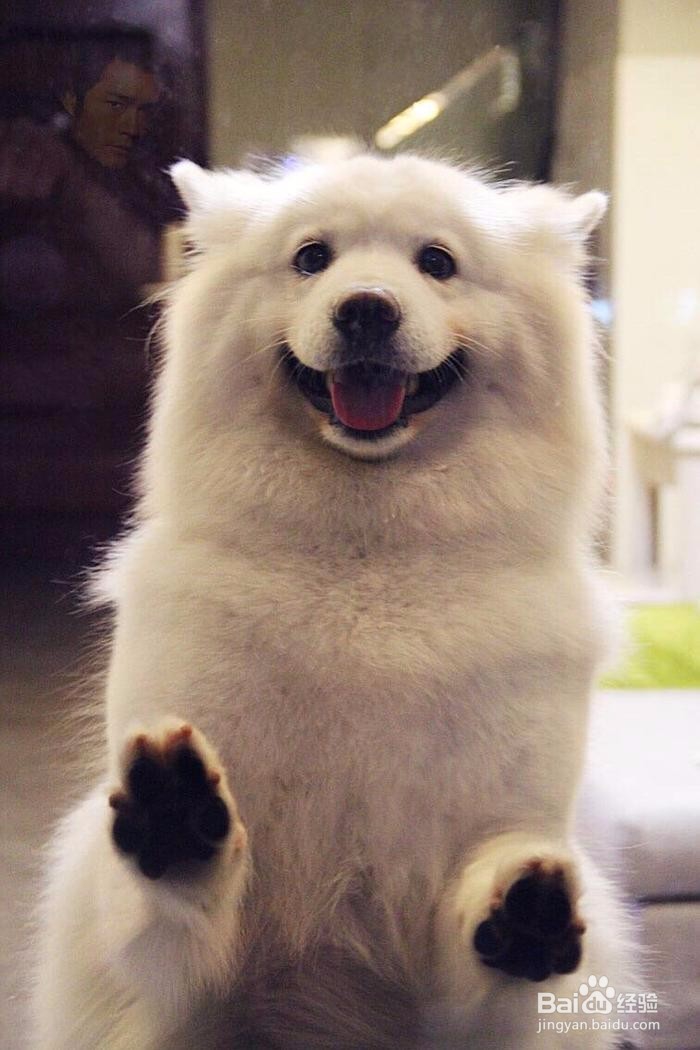 男子狗肉摊买下一只狗,回家发现……