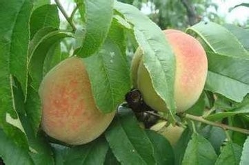 驱除蟑螂的小妙招