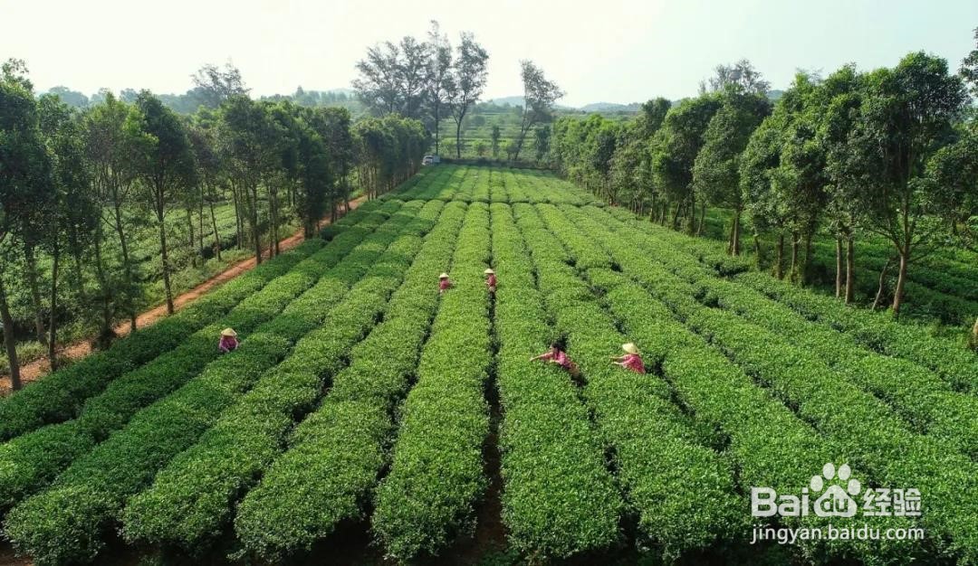 春茶究竟要怎么泡才更好喝？