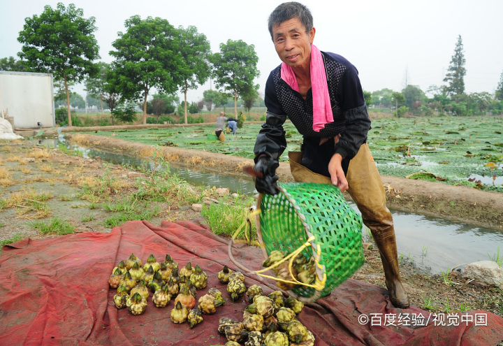 芡实什么时候吃最好