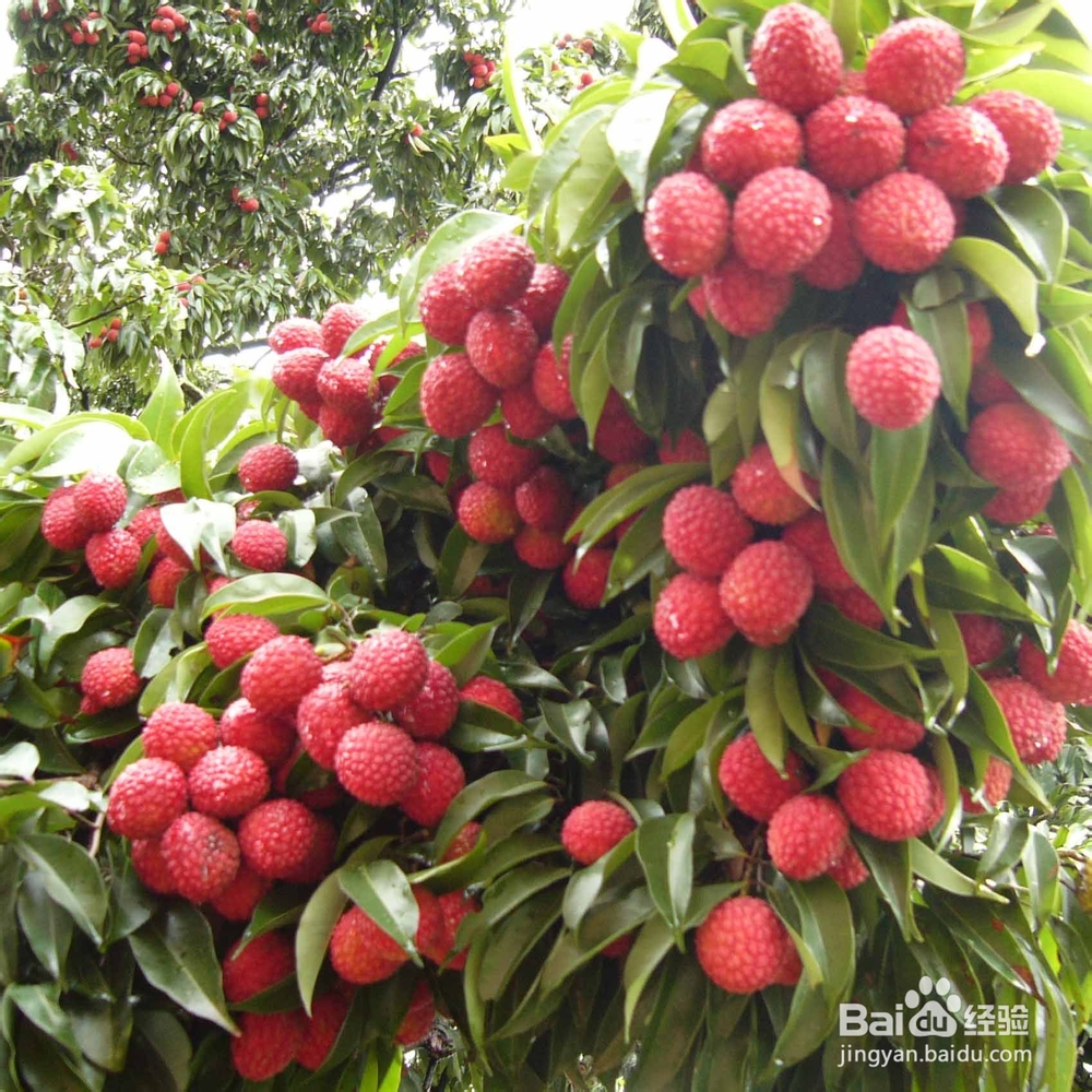 荔枝怎么挑选甜的?