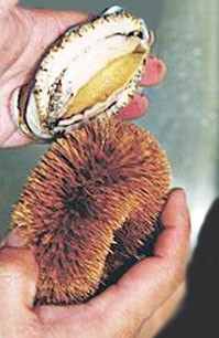 海鲜处理有妙招之七（鲍鱼）