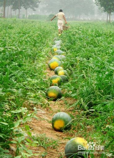 狗狗可以吃西瓜吗？