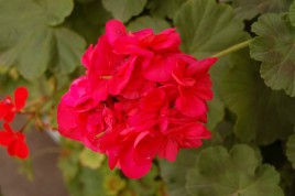 三月的花有哪些？