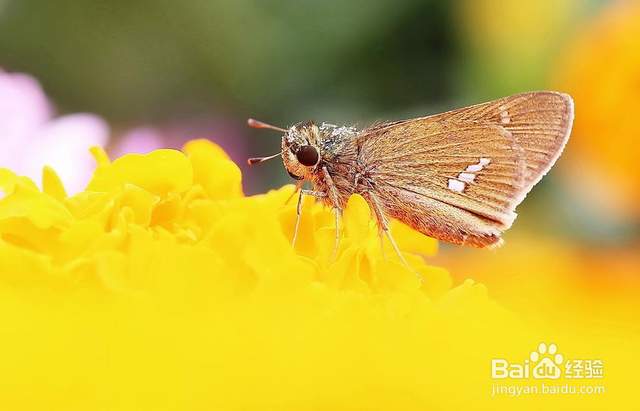 在我们身边,都有哪些常见的蝴蝶?