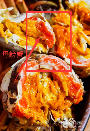 怎么轻松辨别螃蟹公母？