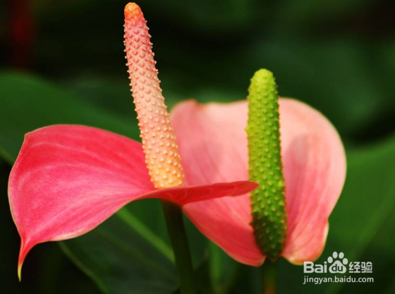 火鹤花栽培技术