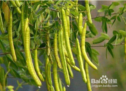 如何种好绿豆
