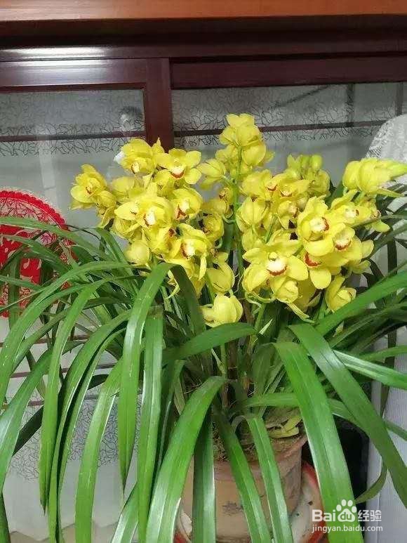 6种兰花爱开花，一开变成“花瀑布”，太美了！