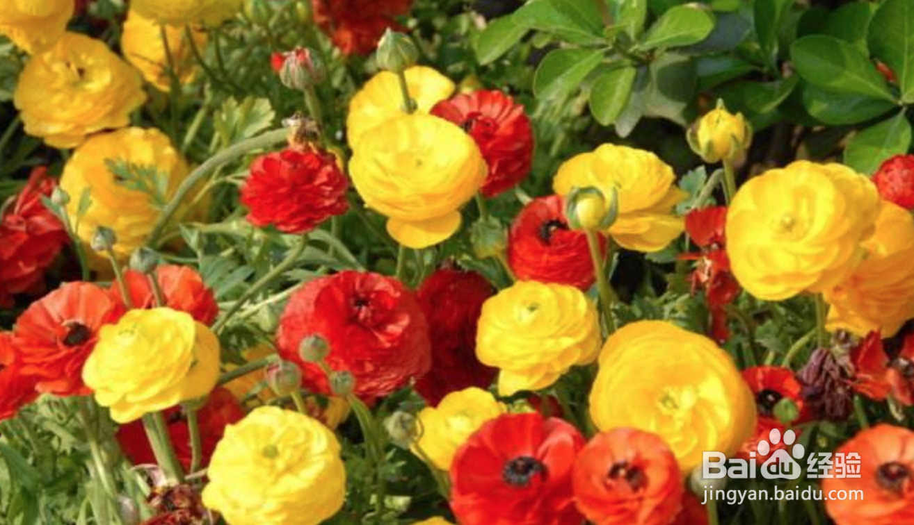 花毛茛种球种植方法
