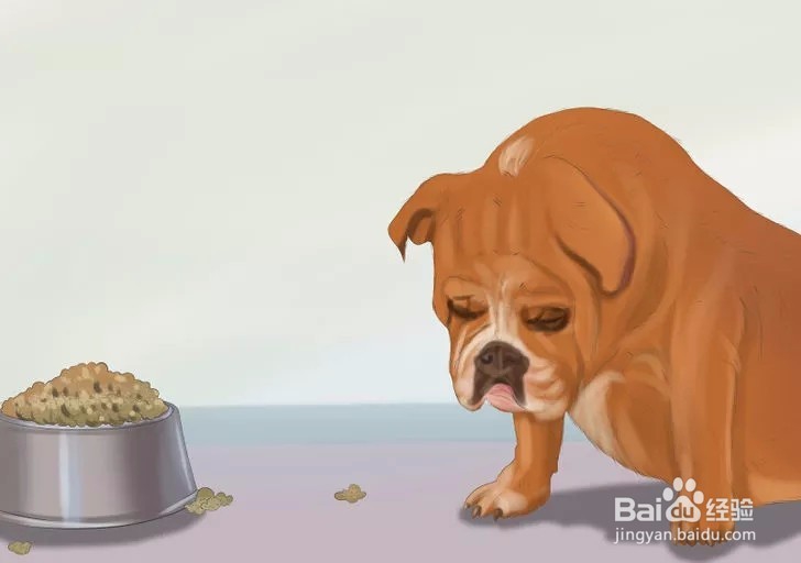 如何确保爱犬产后健康?