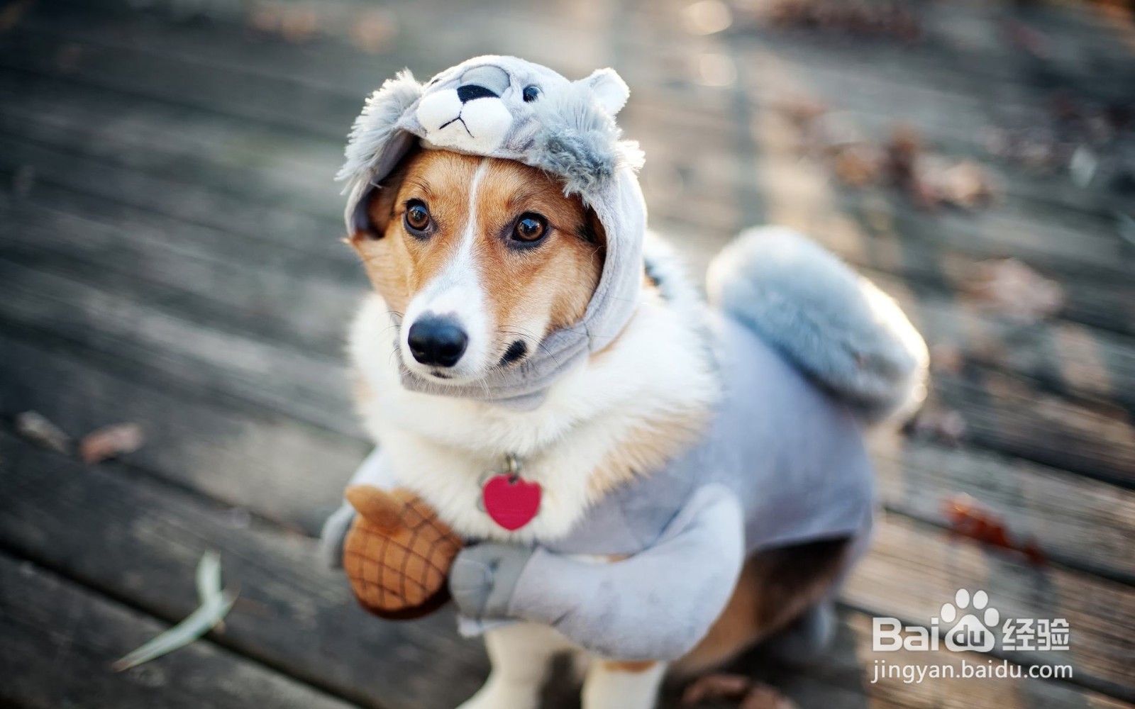 狗狗被摔怎么判断有没有事