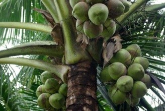 列举植物传播种子方法