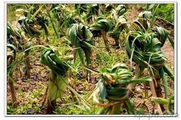 100%无毒或低毒的除虫办法