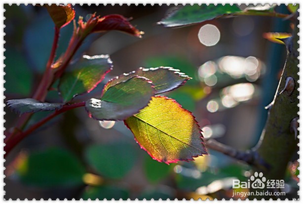 教你如何拍摄背景有光圈点缀的植物照片