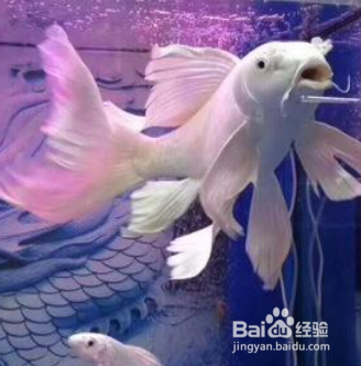 养蝴蝶鲤的技巧和方法