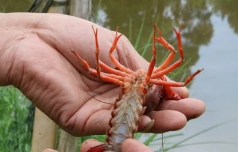 小龙虾怎样选