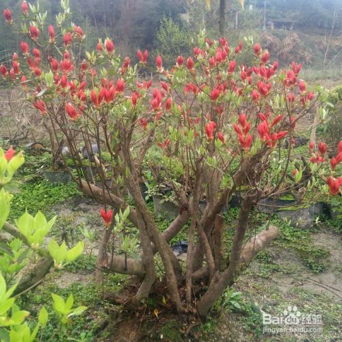 野生映山紅怎麼移栽