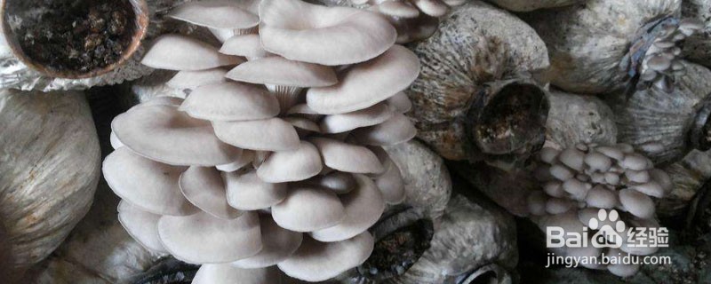 平菇出完一茬菇后该怎么管理