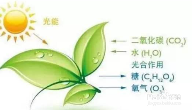水在光合作用中的作用有哪些？