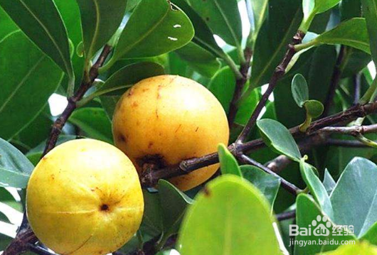 怎么区分真假山竹苗