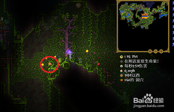 泰拉瑞亚生命果在哪里,生命果怎么找