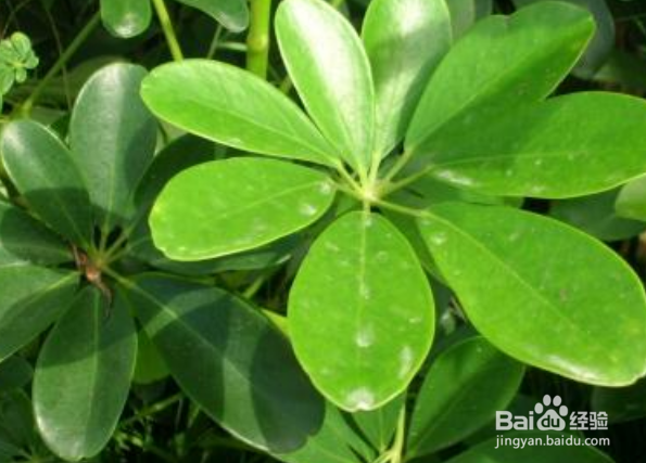 鸭掌木怎么修剪