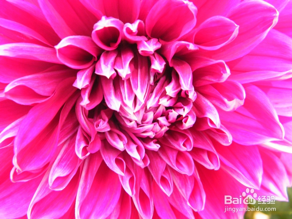 美丽的兰州：[2]春季花朵一景