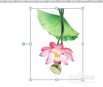 word中如何旋转图片以更正图片的角度？