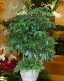 元宝树叶子干枯怎么治