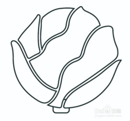 美味可口卷心菜简笔画