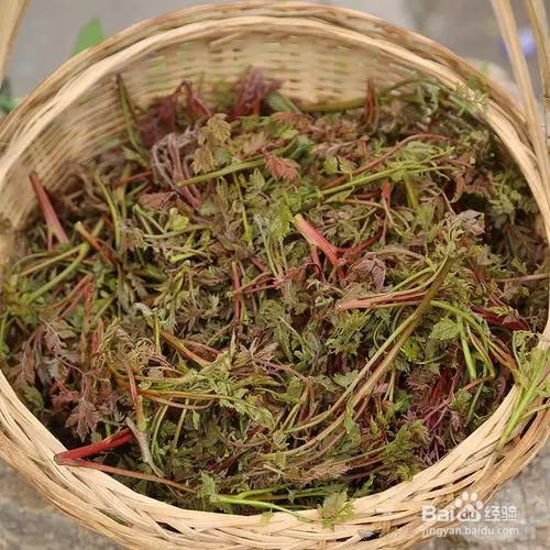 凉拌花椒茉莉芽