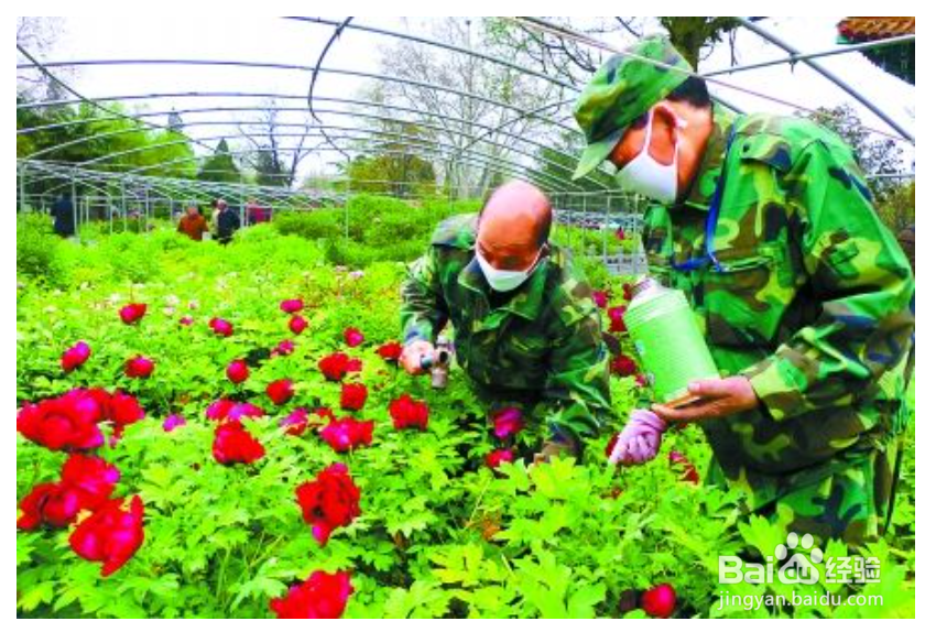 养牡丹花你需要知道哪些？