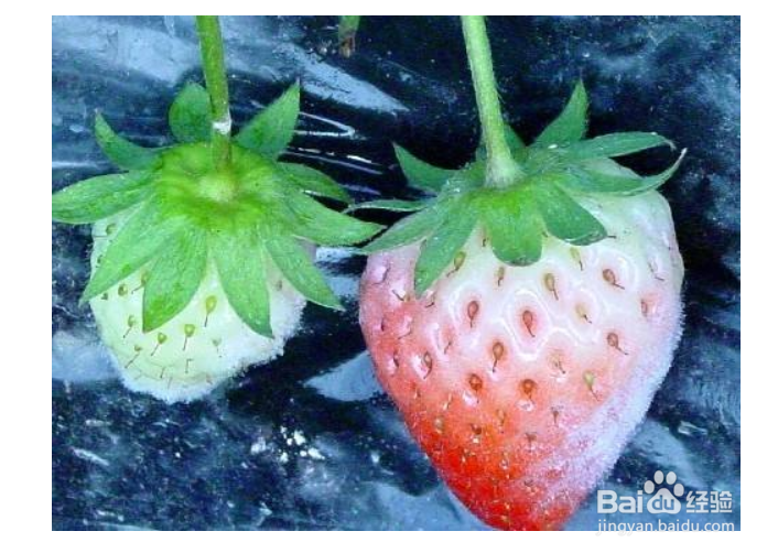 草莓如何种植？