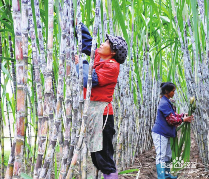 如何种植甘蔗才可以增加甘蔗的产量