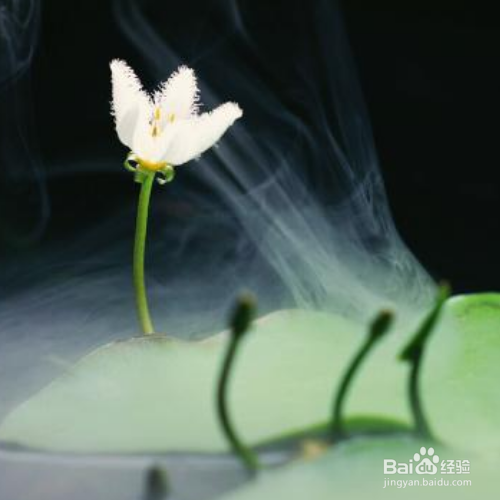 水培一叶莲怎么养才开花