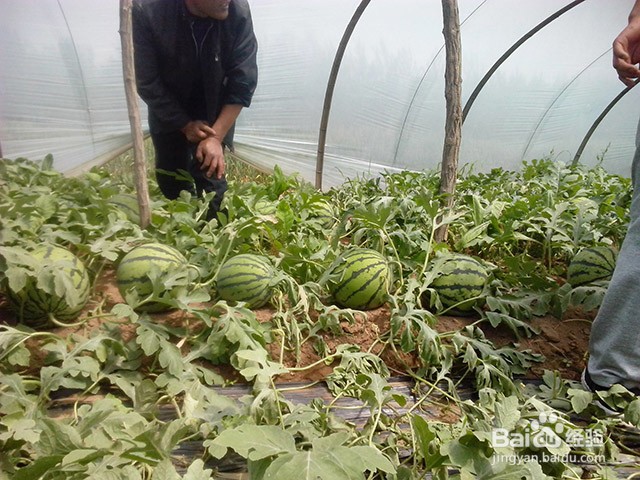西瓜叶面肥的施肥要点和施肥方法及追肥的选择