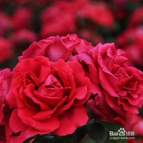 玫瑰花黄叶掉叶怎么办