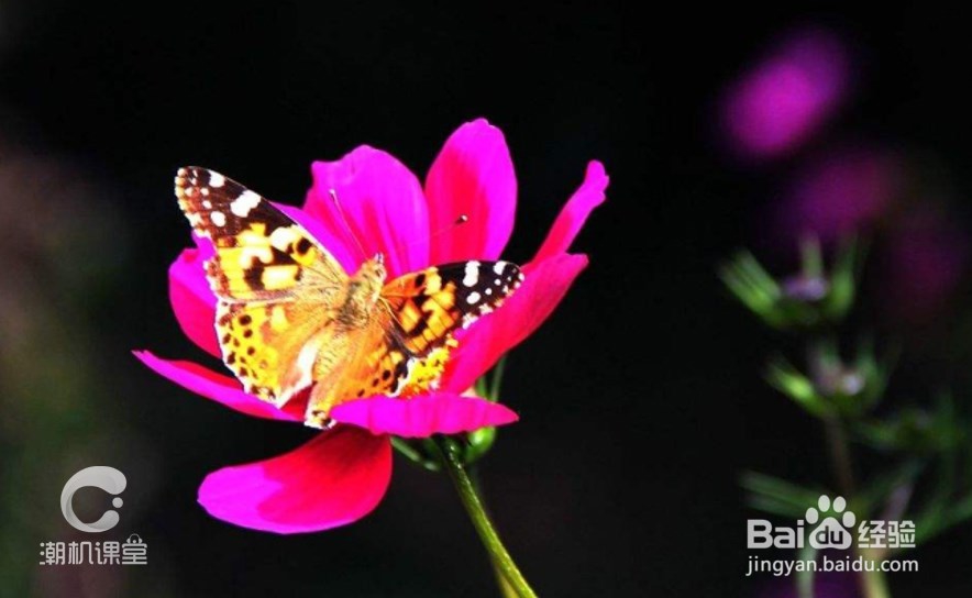 麦芒6首款四摄/前后双镜头/柔光双摄#潮机课堂#