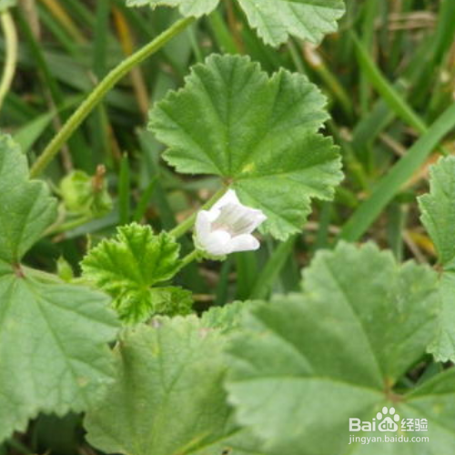 圆叶锦葵的培育方法和注意事项