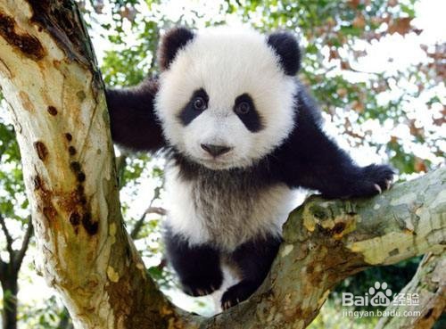 成都游玩打卡景点