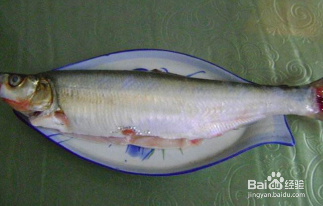 怎样才能钓获更多更大的翘嘴红鲌？