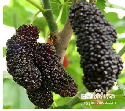 高血压吃什么好?