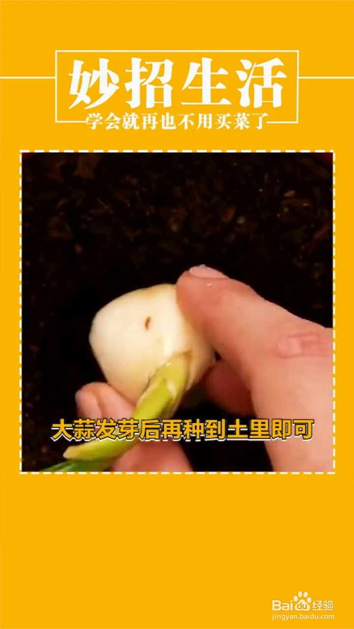 种植蔬菜的小妙招