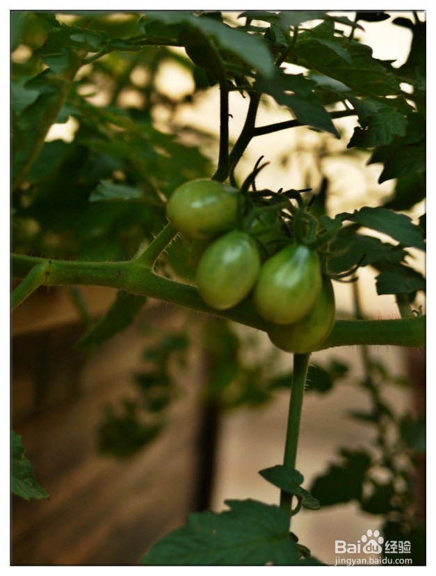 家庭怎样种植食用番茄？