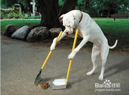 怎样训练狗狗去指定的地方大小便?