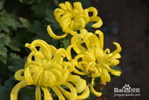 菊花的作用以及食用禁忌