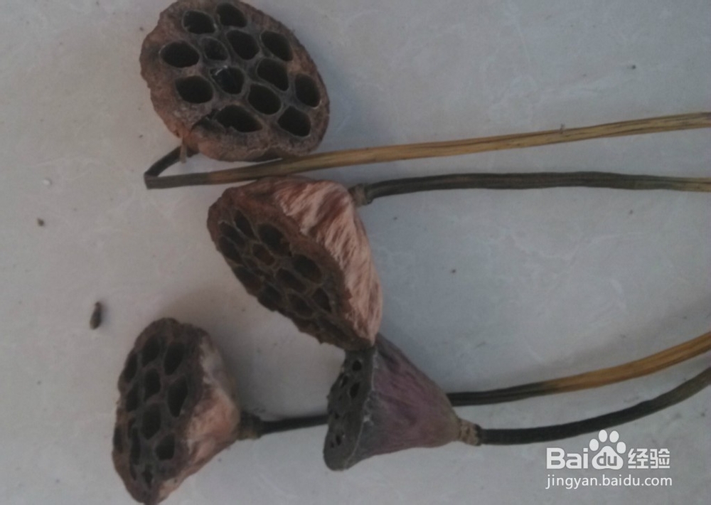 怎么种荷花种子