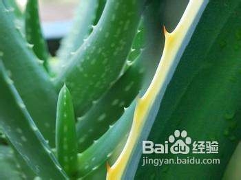 芦荟可以治疗皮肤问题吗