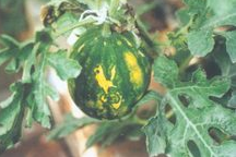 西瓜病毒病的防治